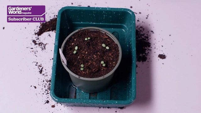 liquid organic vegetable fertilizer GROW-3-1-2 Organic Liquid Fertilizer main image 0