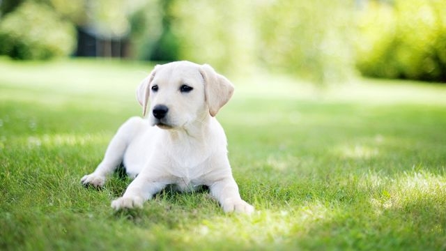 The Most Poisonous Plants to Dogs