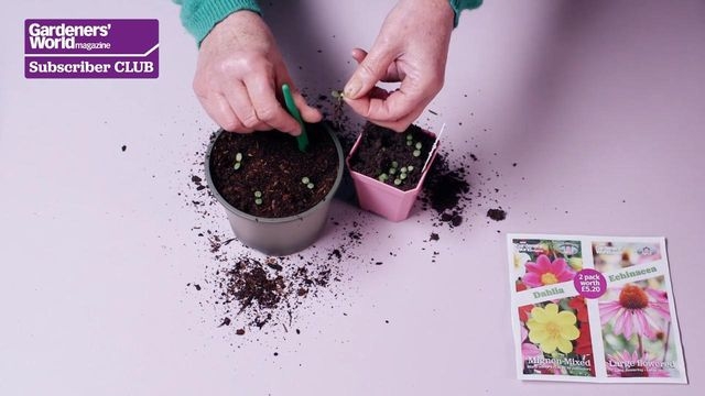 How to sow your free echinacea seeds - Six Months of Seeds | BBC Gardeners  World Magazine