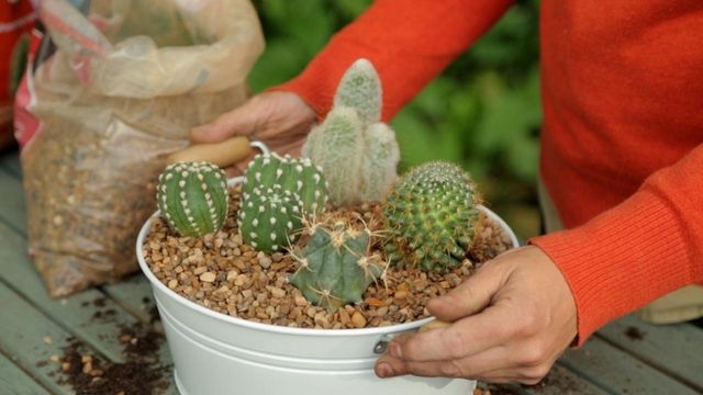 Taking Cactus and Succulent Cuttings | BBC Gardeners World Magazine
